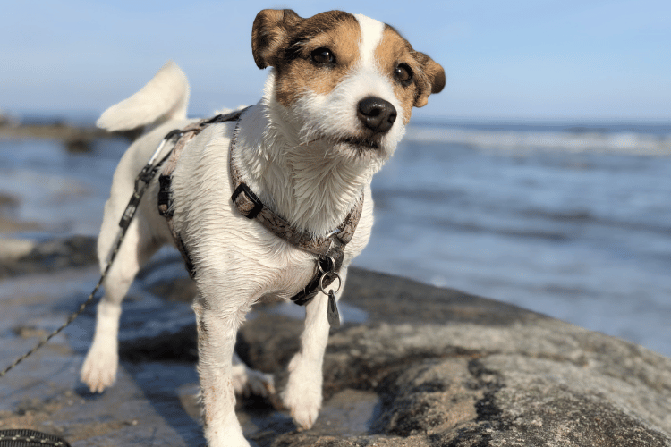 犬のパテラ「グレード2」で手術が必要なケース