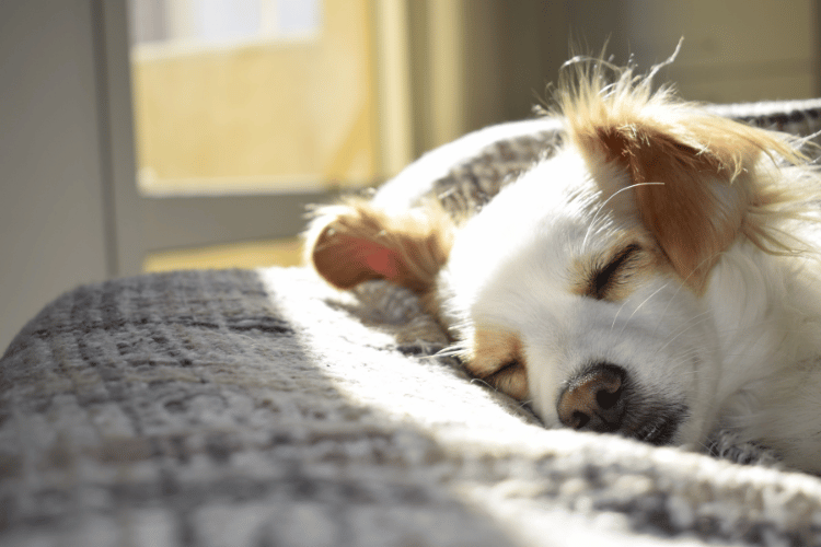 高齢犬における肝臓腫瘍の発症リスク