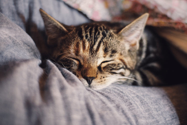 猫の腎臓リンパ腫で現れる症状