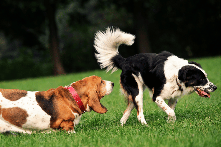 犬の肝臓癌の進行速度がゆっくりなケース