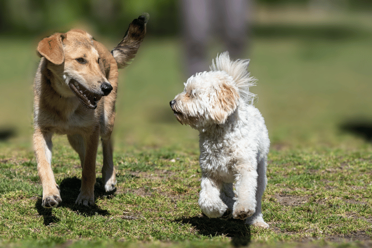 パテラ「グレード2」と診断された愛犬の散歩はどうする？