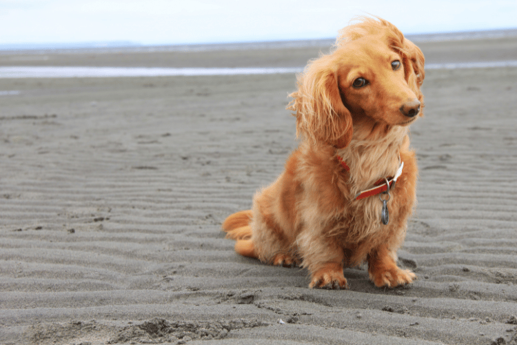 犬の肝臓腫瘍が高齢で発症しやすい理由