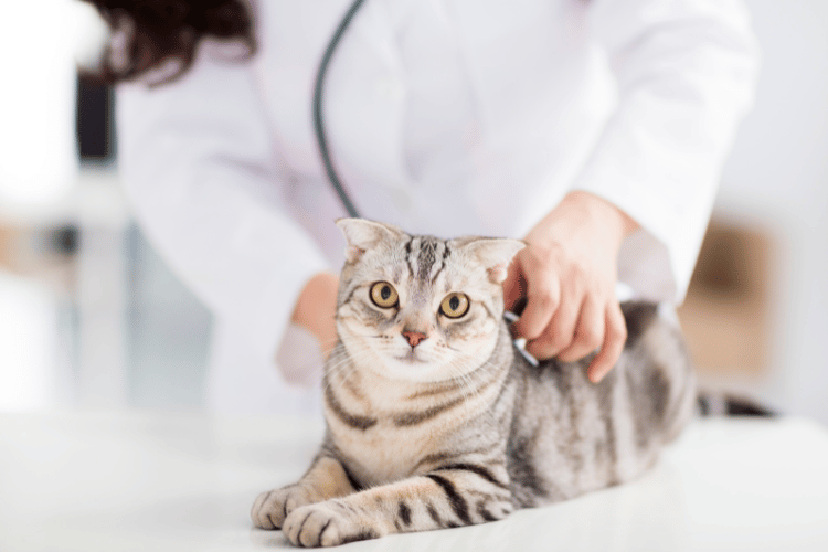 猫の腎臓リンパ腫の治療方法