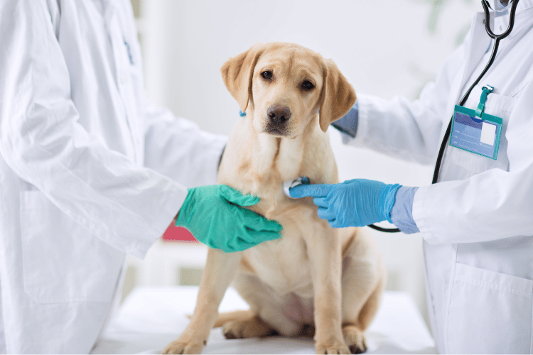 高齢犬でも肝臓腫瘍の手術はすべきか