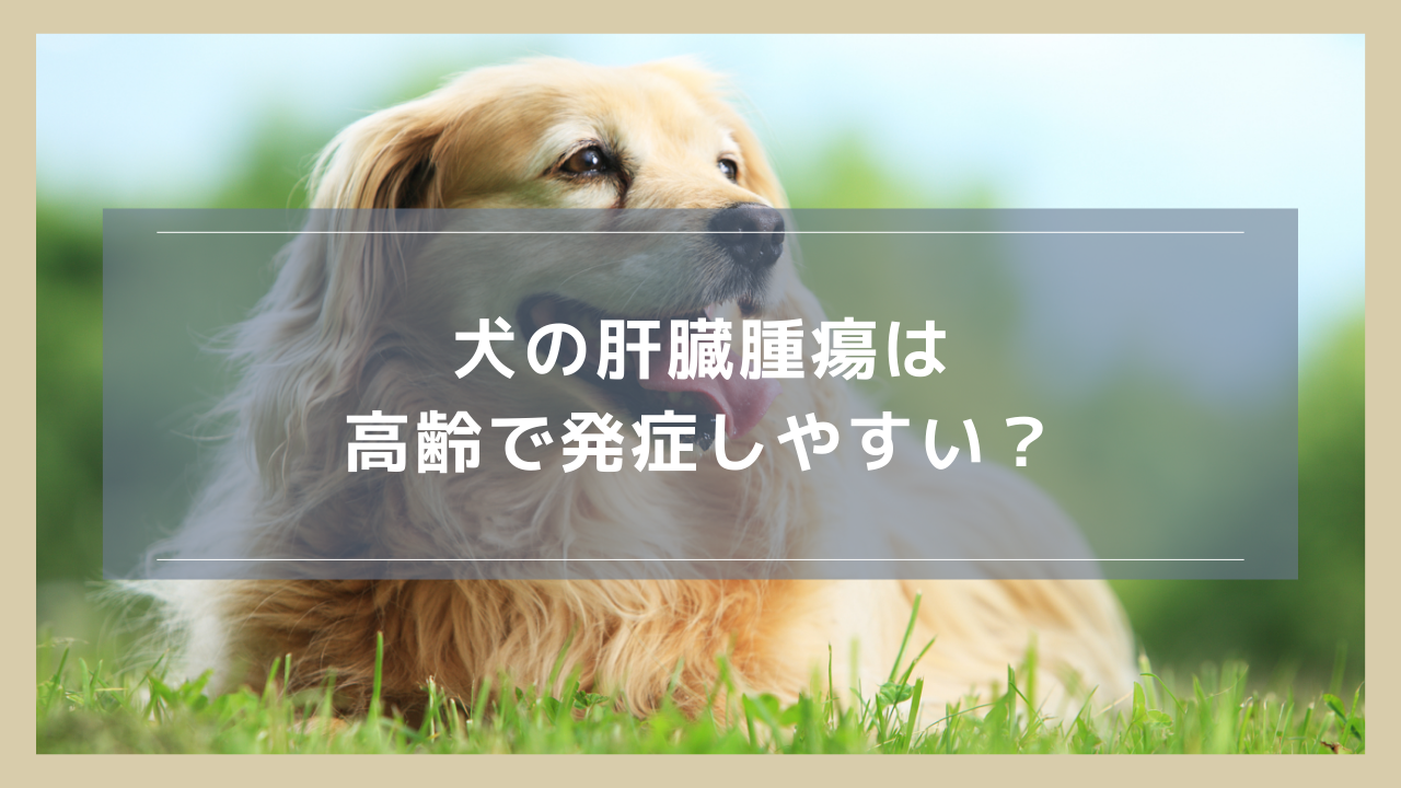 犬の肝臓腫瘍は高齢で発症しやすい！考えられる理由や高齢手術の可否について解説