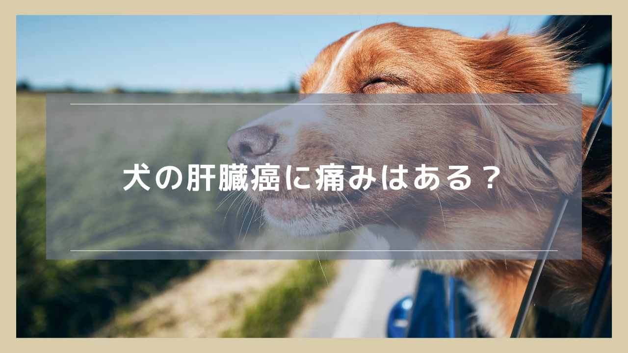 犬の肝臓癌に痛みはあるのか？進行による変化や緩和方法について解説