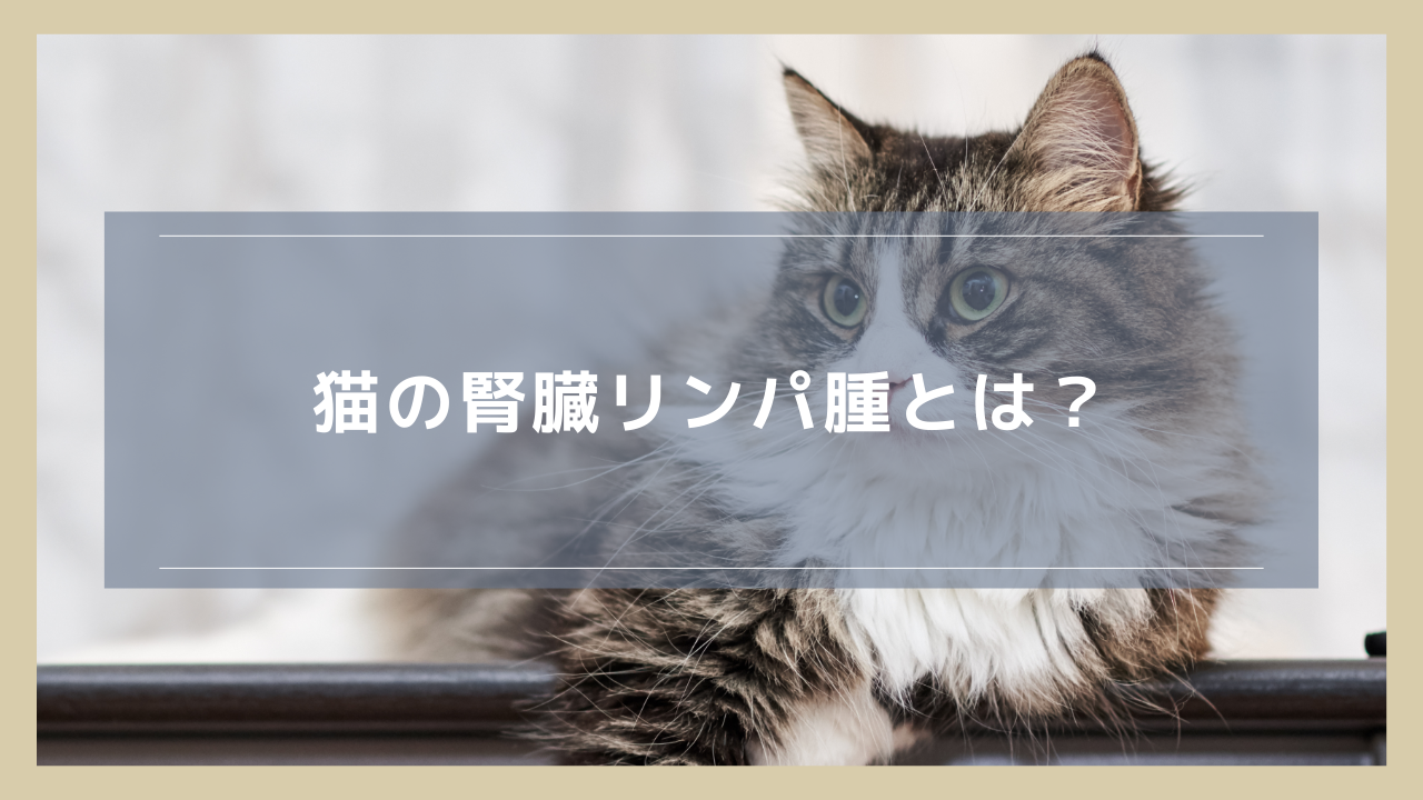 猫の腎臓リンパ腫とは？症状や治療、余命について解説