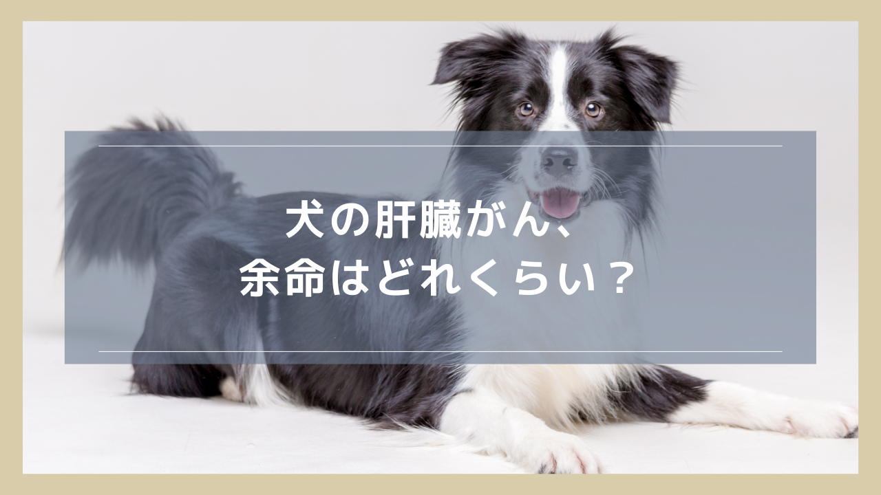 犬の肝臓がん、余命はどれくらい？治療の有無でどう変わるのかを解説