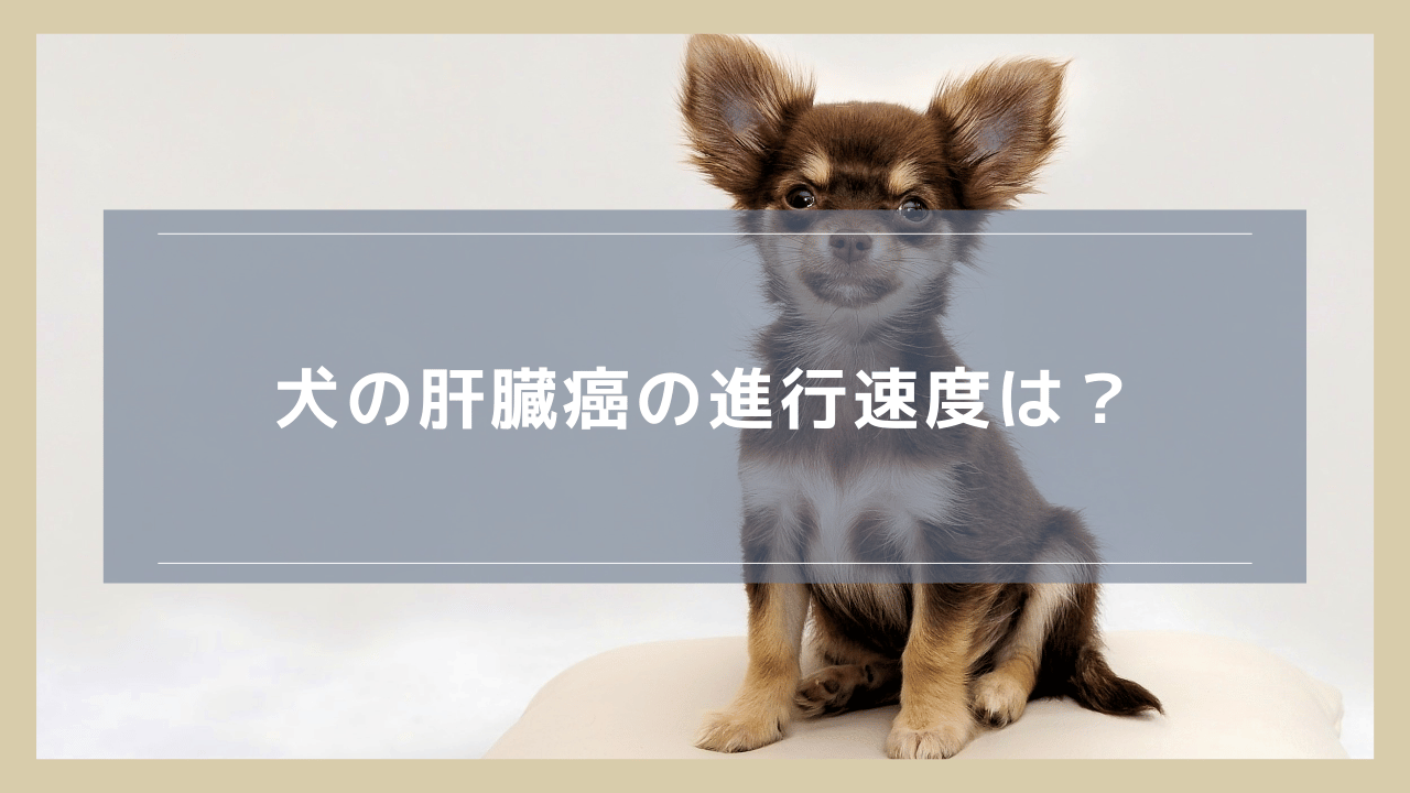 犬の肝臓癌の進行速度は？早くなるケース・ゆっくりになるケースも紹介
