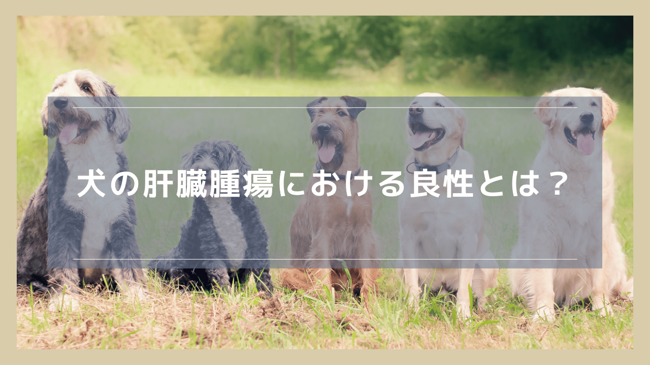 犬の肝臓腫瘍における良性とは？確率や手術要否について解説