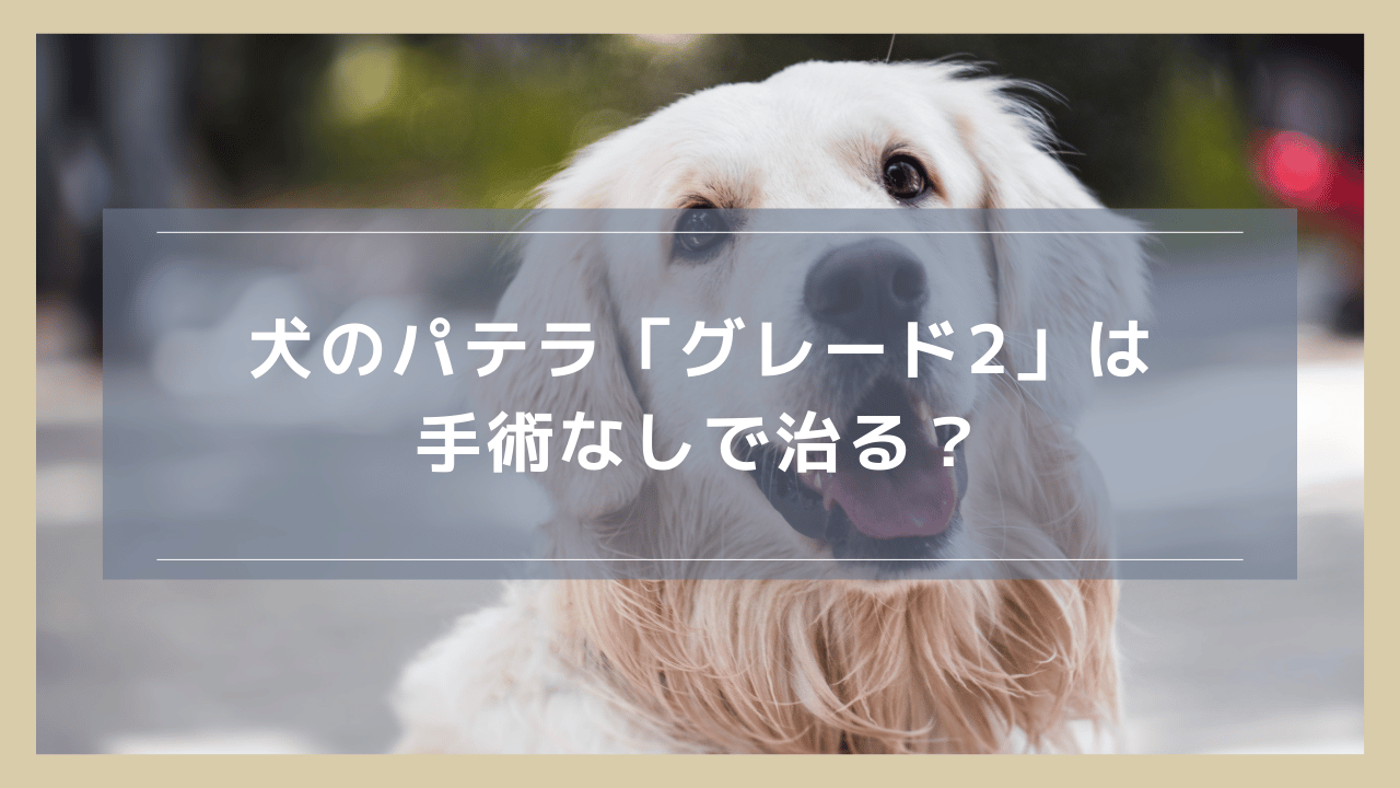 犬のパテラ「グレード2」は手術なしで治る？手術にかかる費用やその後の散歩についても解説