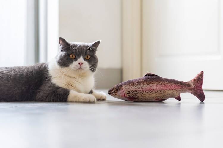 猫のリンパ腫治療に抗がん剤が効かないケース