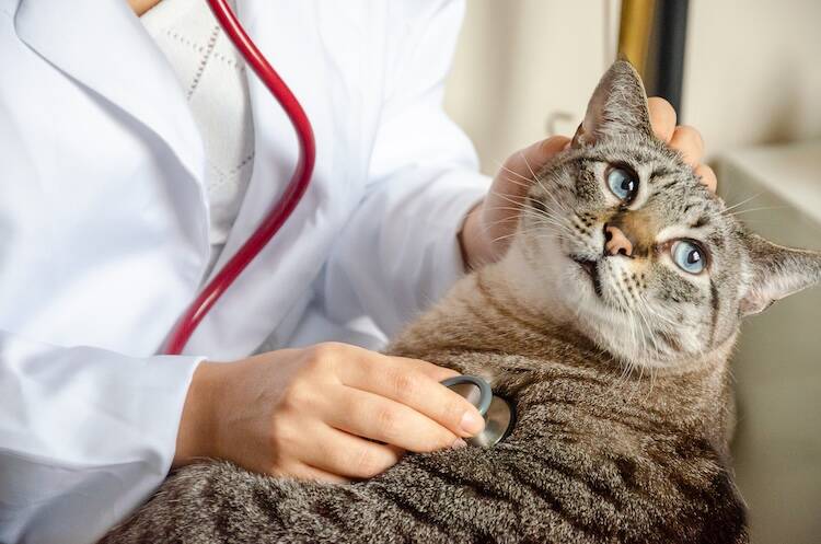 猫のリンパ腫治療に使われる抗がん剤の副作用