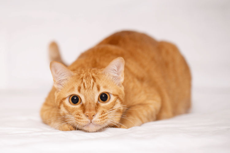 猫の肝臓癌を治療しない場合の余命