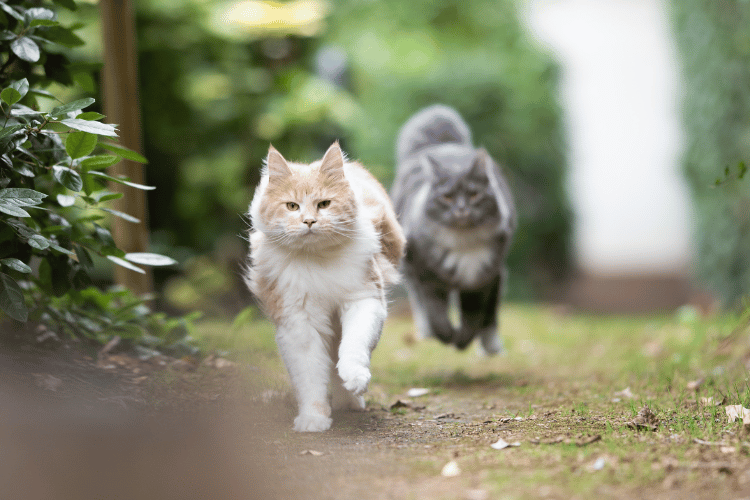 肝臓癌になった猫の余命を少しでも伸ばすには