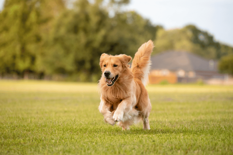犬のパテラ「グレード3」を治療した後に再発させないためには