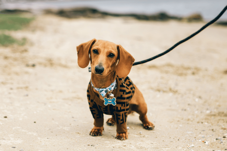 パテラ「グレード3」の手術を終えた愛犬の散歩について