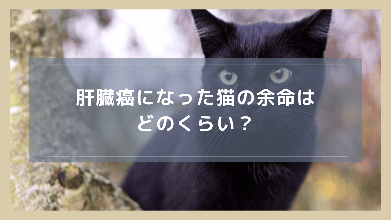 肝臓癌になった猫の余命はどのくらい？治療しない場合・する場合を解説