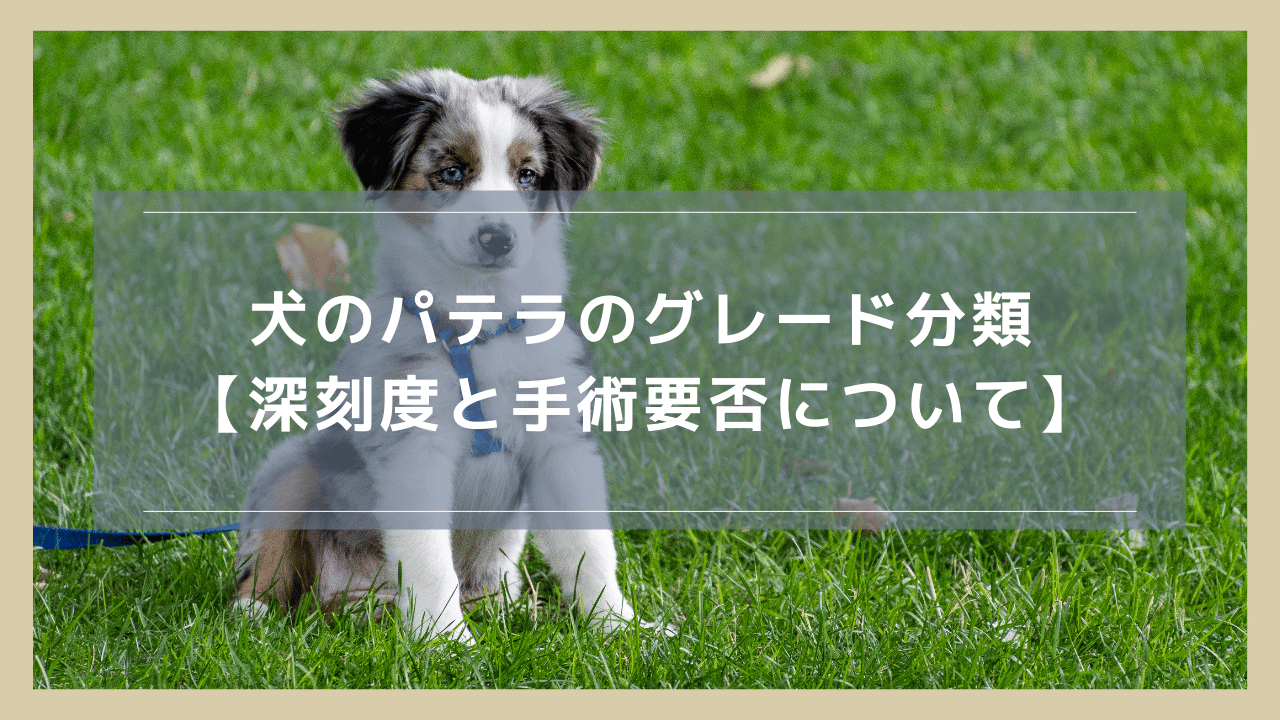 犬のパテラのグレード分類【深刻度と手術要否について】