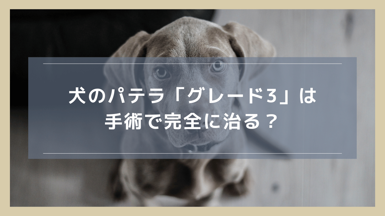 犬のパテラ「グレード3」は手術で完全に治る？後遺症や術後の散歩についても解説