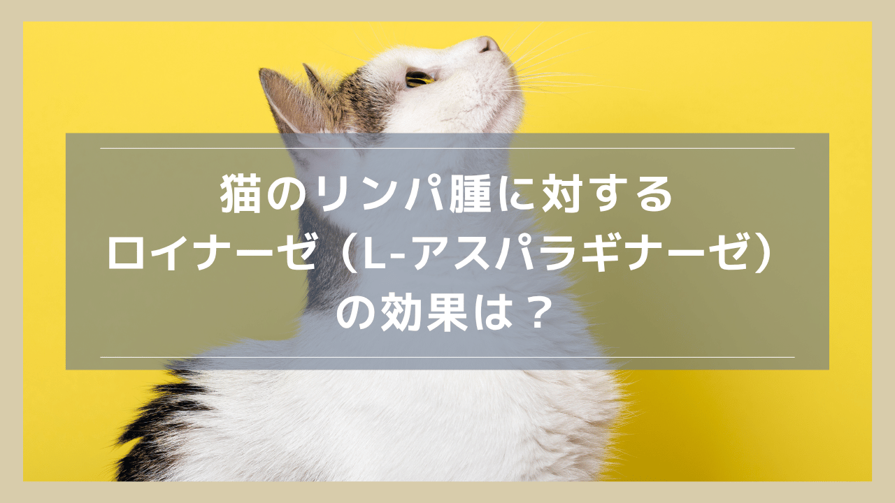 猫のリンパ腫に対するロイナーゼ（L-アスパラギナーゼ）の効果は？副作用や寛解の可能性について解説
