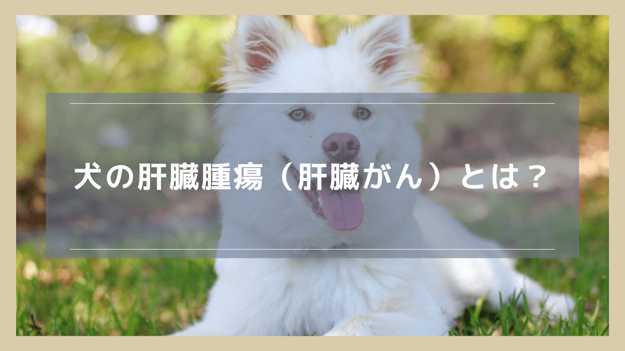 犬の肝臓腫瘍(肝臓がん)とは?症状・原因・治療について解説
