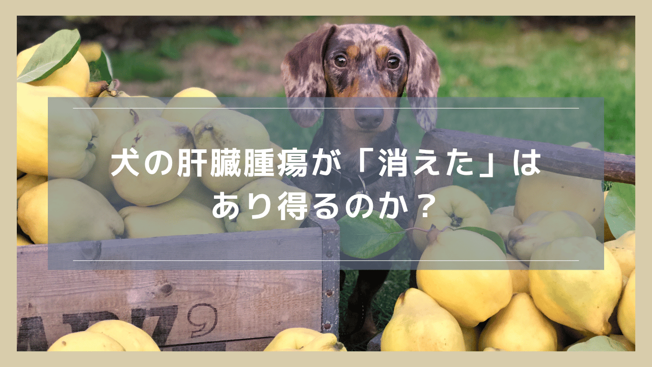 犬の肝臓腫瘍が「消えた」はあり得るのか?再発のリスクも含めて解説