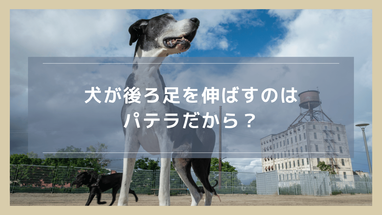 犬が後ろ足を伸ばすのはパテラだから？他に考えられる病気・ケガも紹介