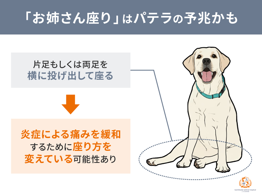 愛犬の座り方が「お姉さん座り」の場合はパテラの予兆かも