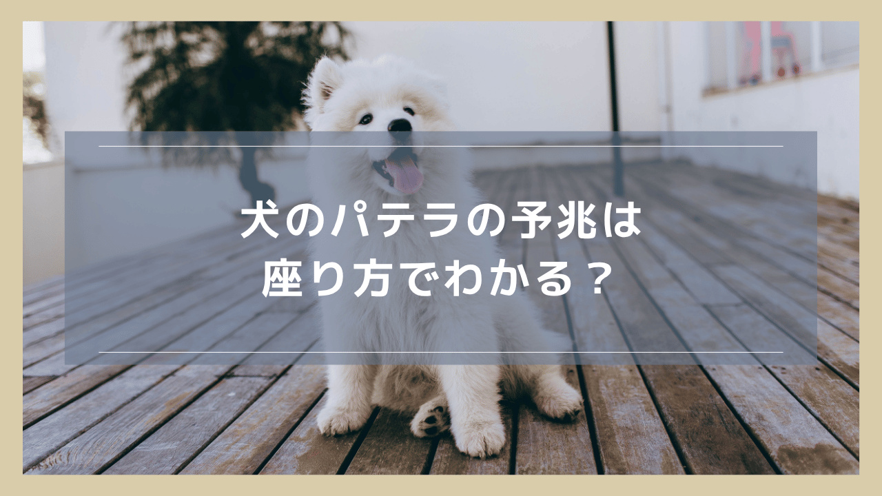 犬のパテラの予兆は座り方でわかる？「お姉さん座り」がサインといわれる理由や他に見るべきポイントを紹介