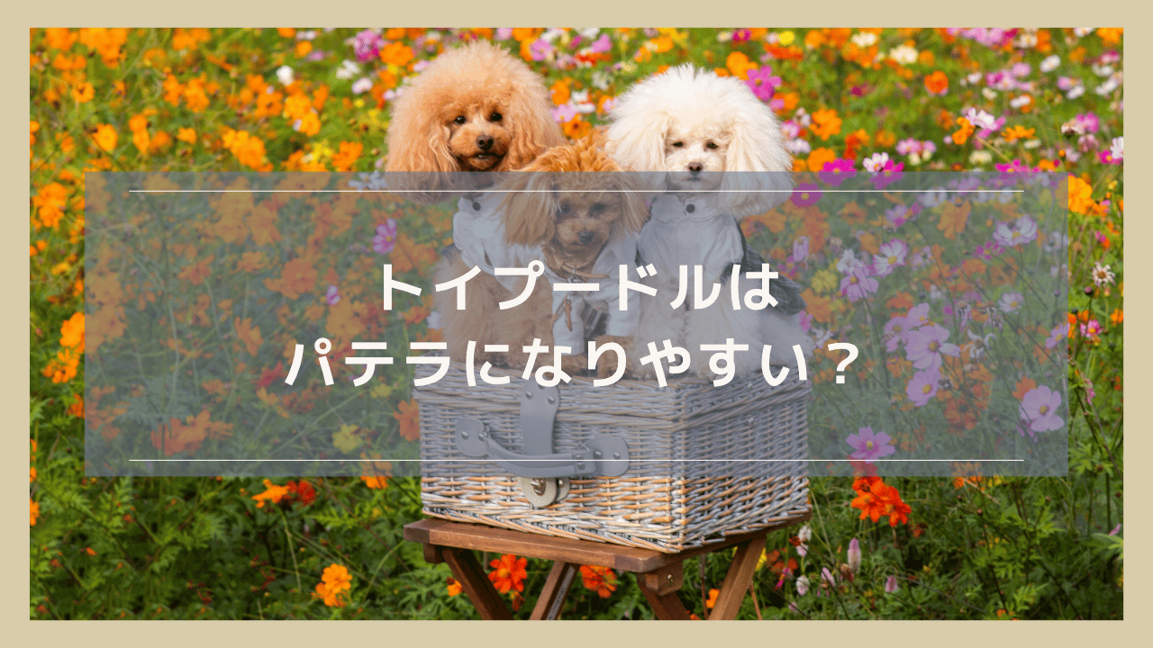 トイプードルはパテラになりやすい？歩き方から見分ける予兆や治療・予防についても解説