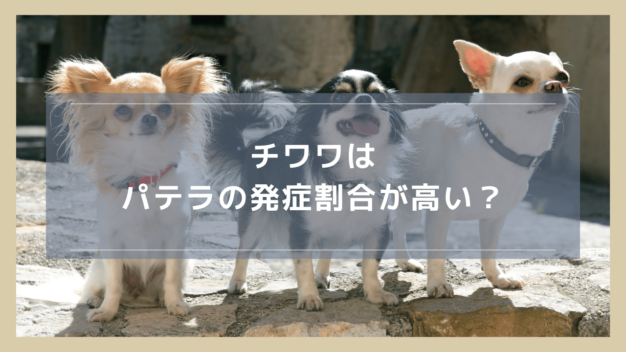 チワワはパテラの発症割合が高い？症状や治療・予防についても解説