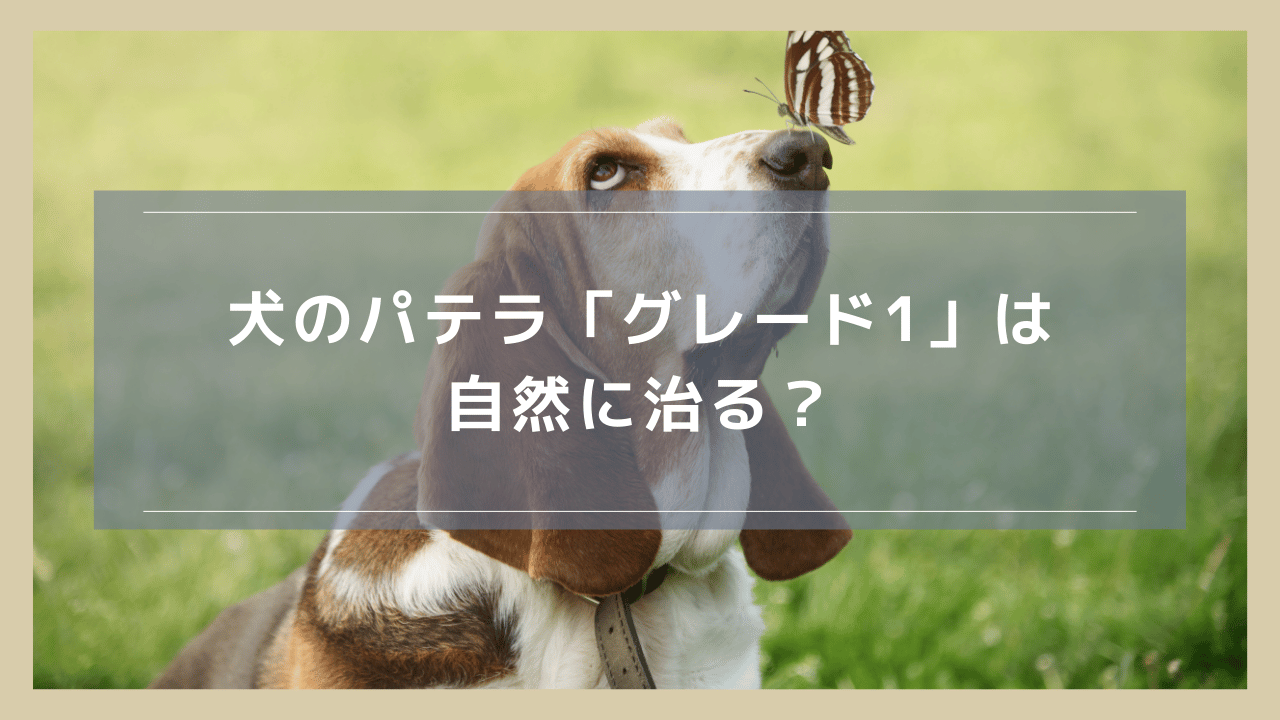 犬のパテラ「グレード1」は自然に治る？治療方針や散歩時の注意点などを解説