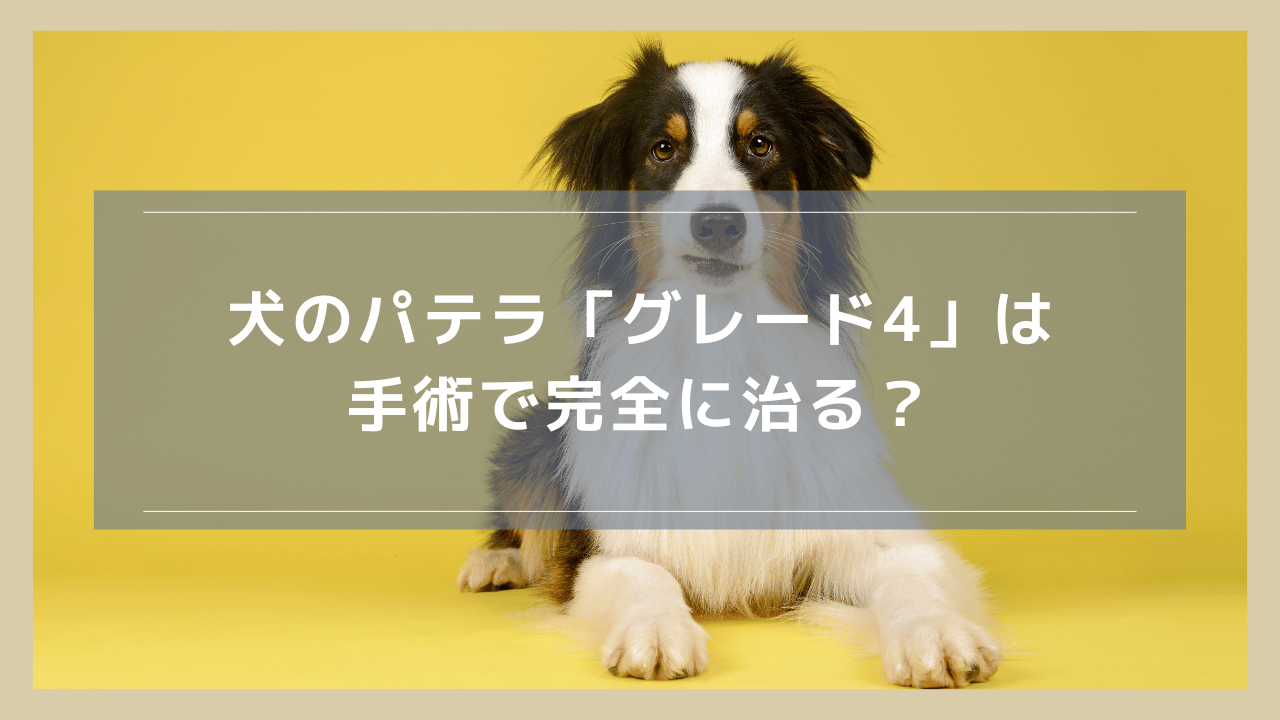 犬のパテラ「グレード4」は手術で完全に治る？手術費用や手術しない選択肢についても解説