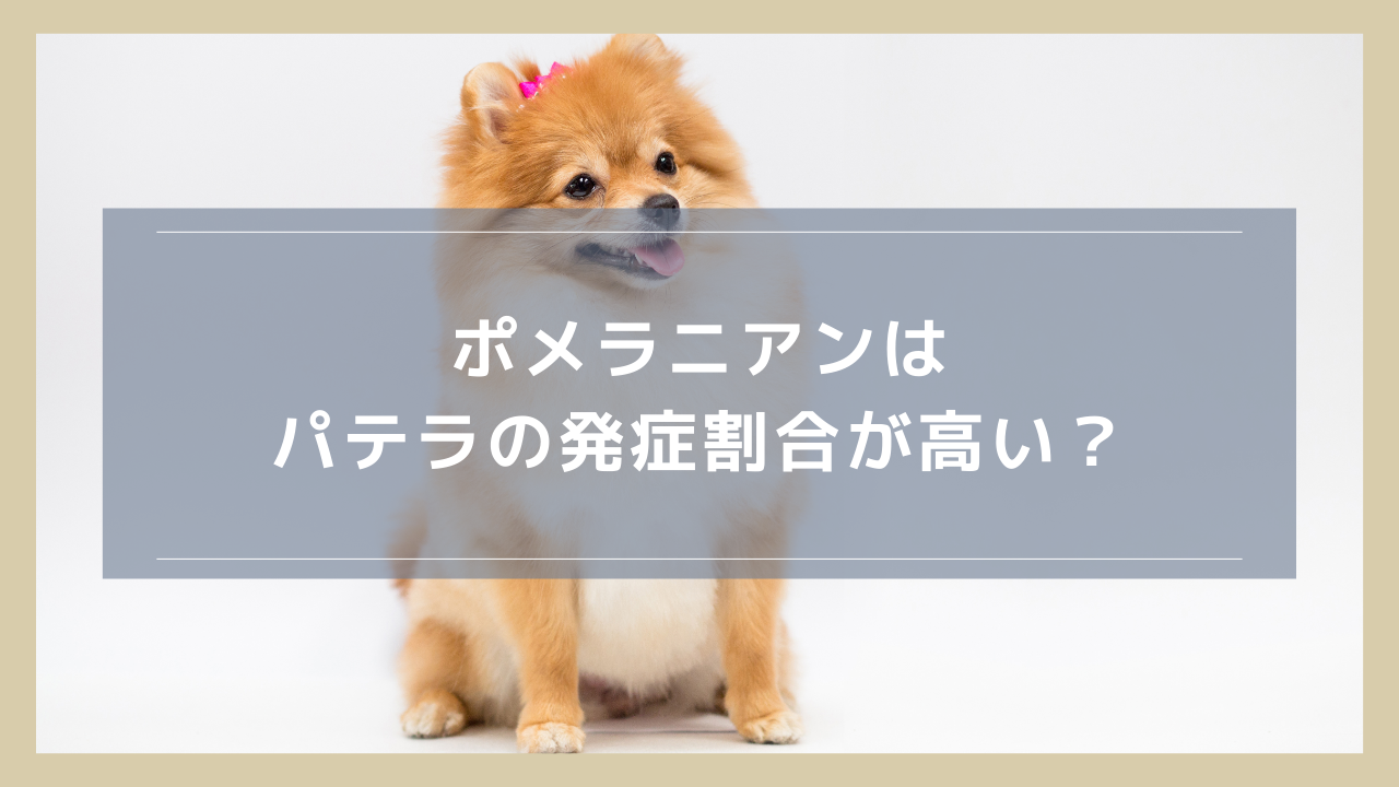 ポメラニアンはパテラの発症割合が高い？手術の必要性や予防方法についても解説