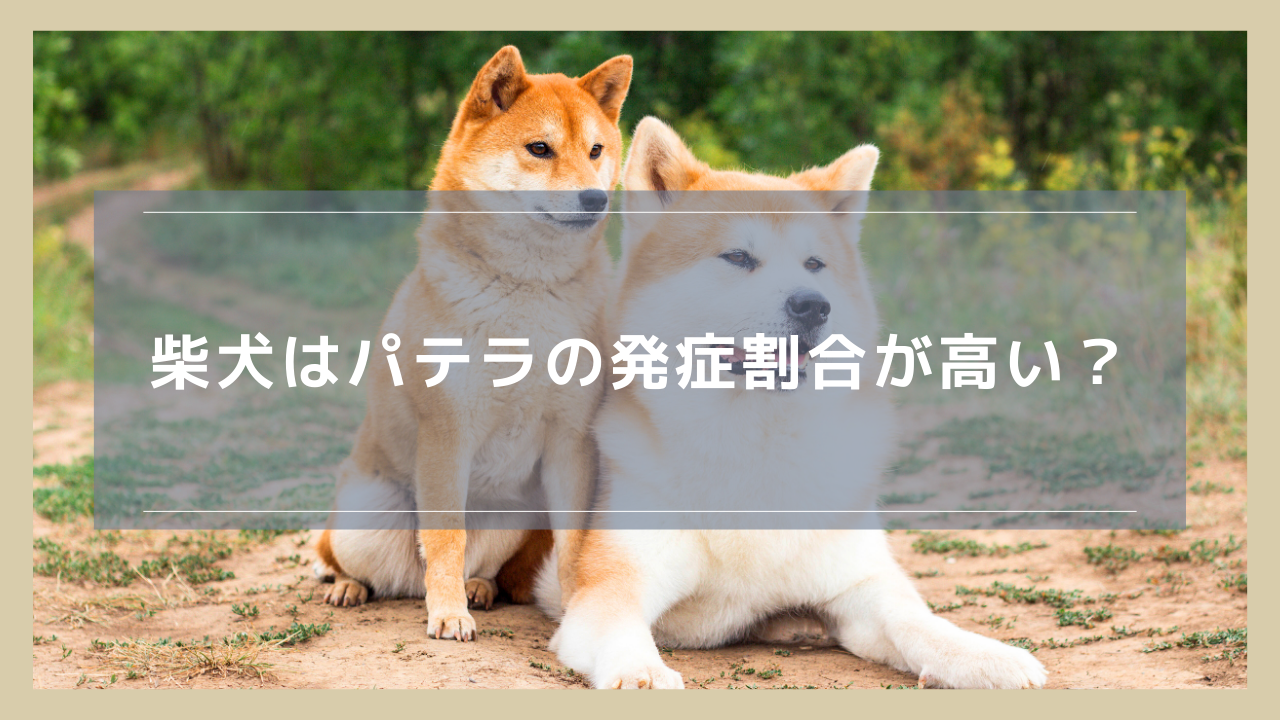 柴犬はパテラの発症割合が高い？歩き方・症状や手術についても解説