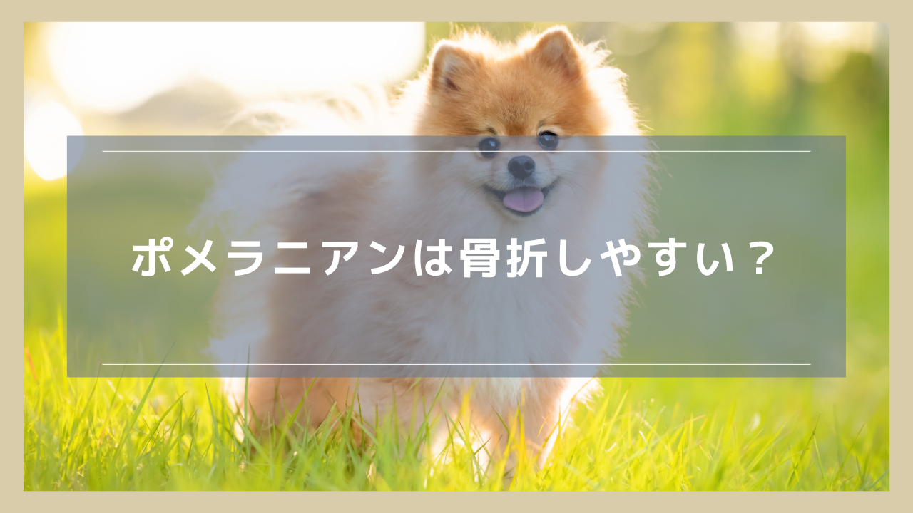 ポメラニアンは骨折しやすい？症状や手術の要否、完治までの期間なども解説