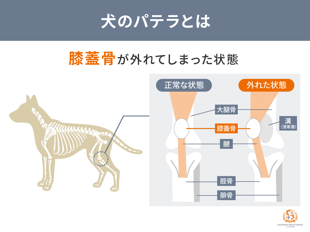 犬のパテラとは