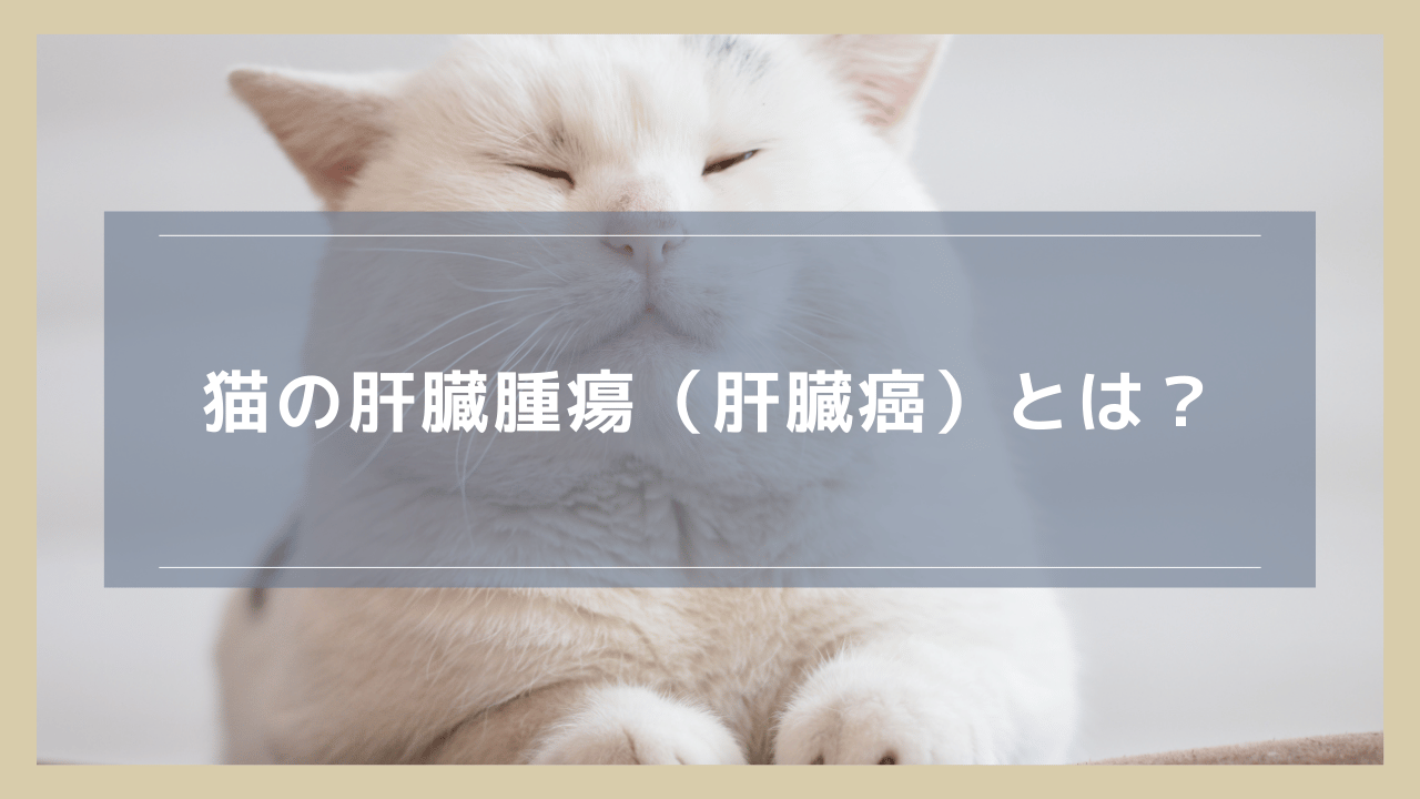 猫の肝臓腫瘍（肝臓癌）とは？症状や原因、良性・悪性の違いなどを解説