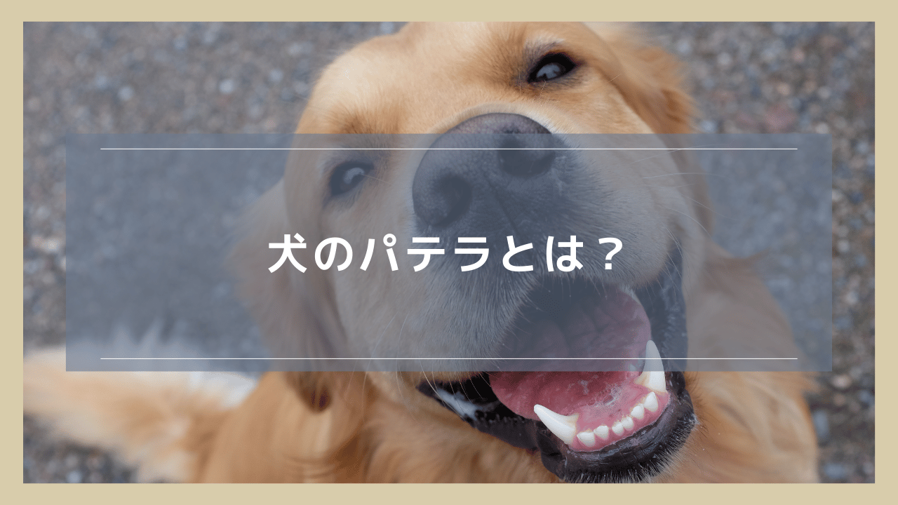 犬のパテラ（膝蓋骨脱臼）とは？
