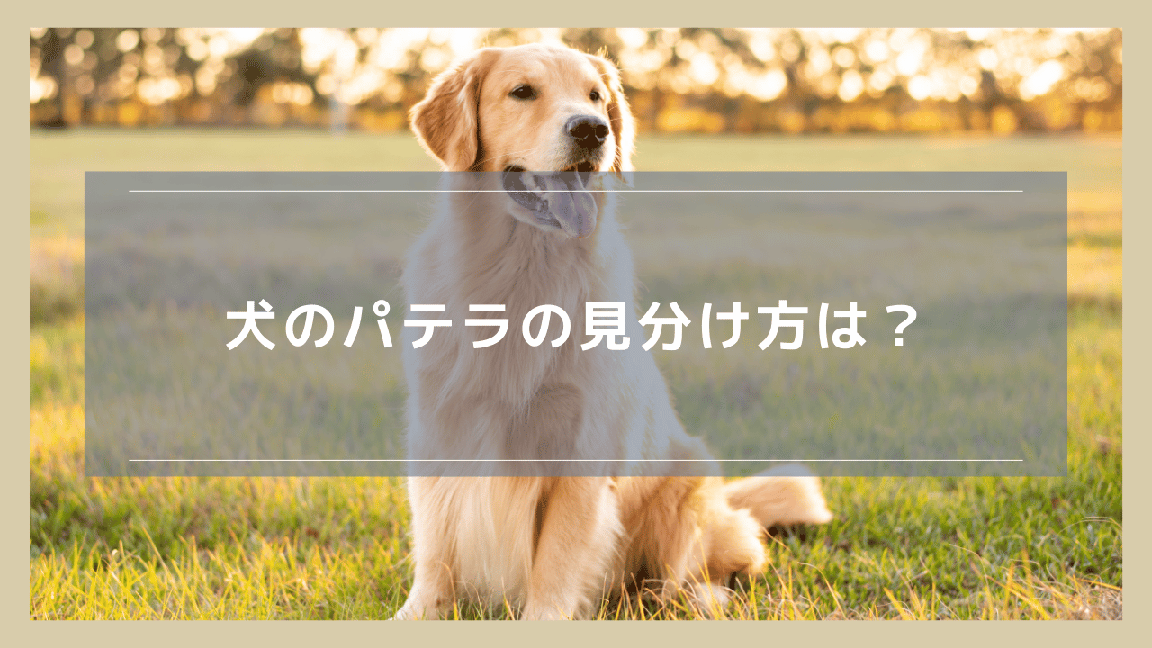 犬のパテラの見分け方は？