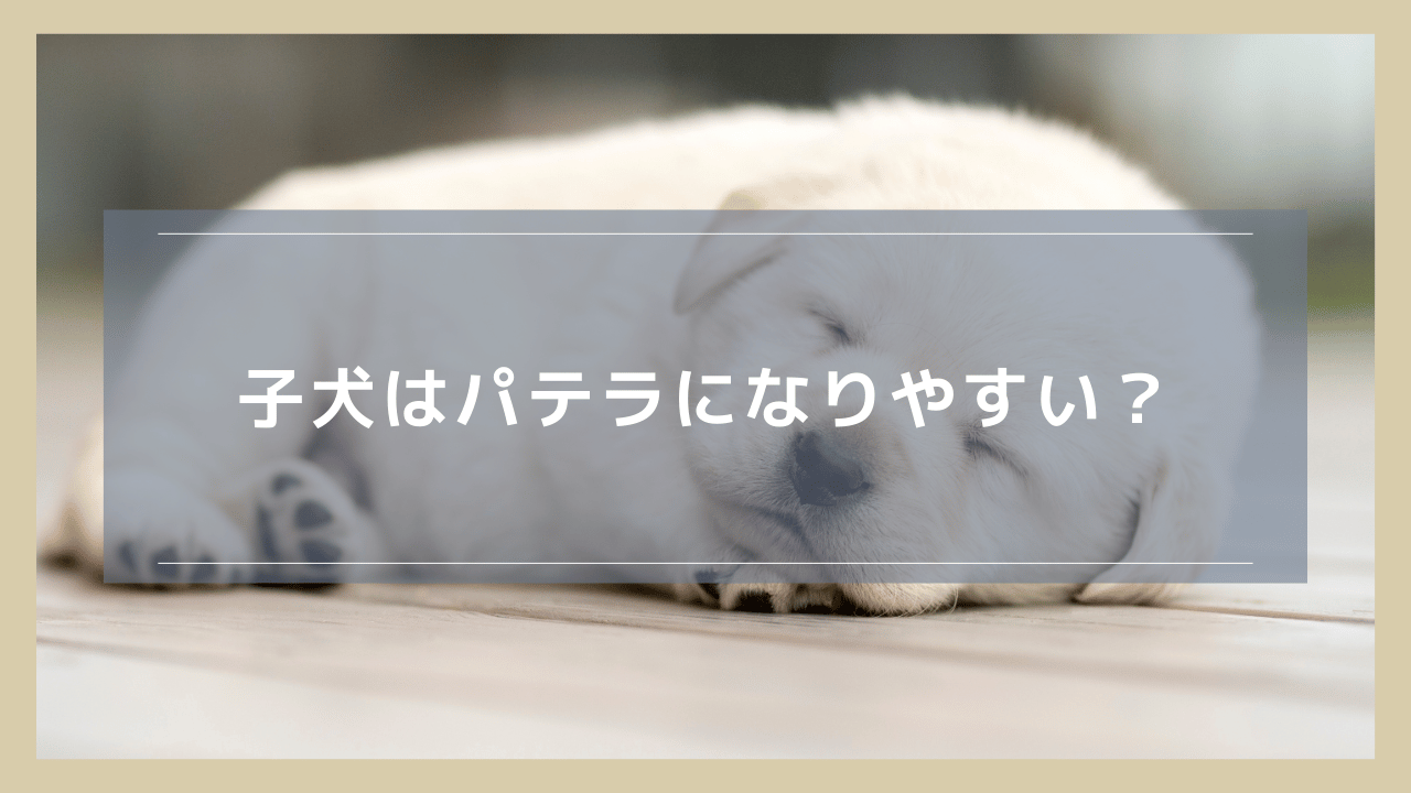 子犬はパテラになりやすい？