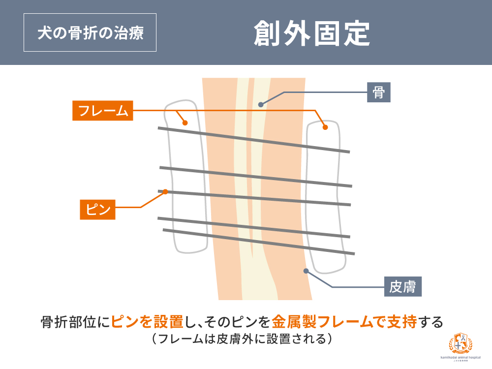 犬の骨折治療　創外固定