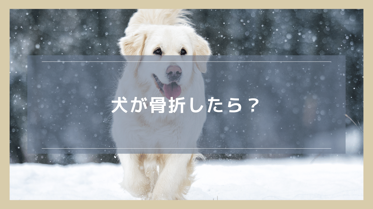 犬が骨折したら？症状や治療費用、放置の危険性などを解説