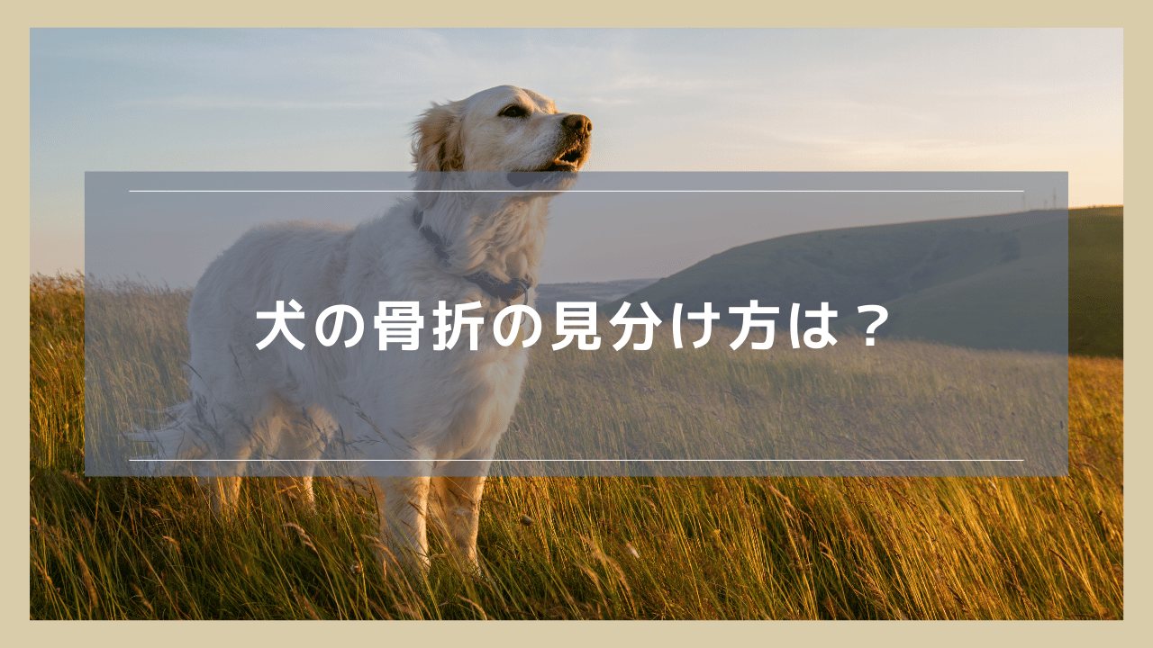 犬の骨折の見分け方は？捻挫・打撲・脱臼と見分ける方法も紹介