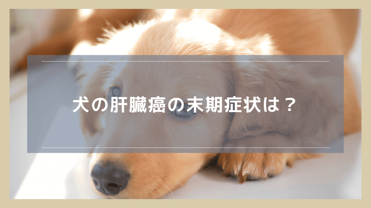 犬の肝臓癌の末期症状は？できる対処とともに解説