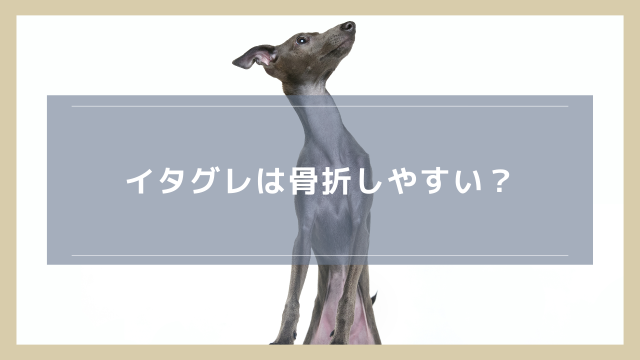 イタグレは骨折しやすい？手術要否や術後の経過、予防策も解説