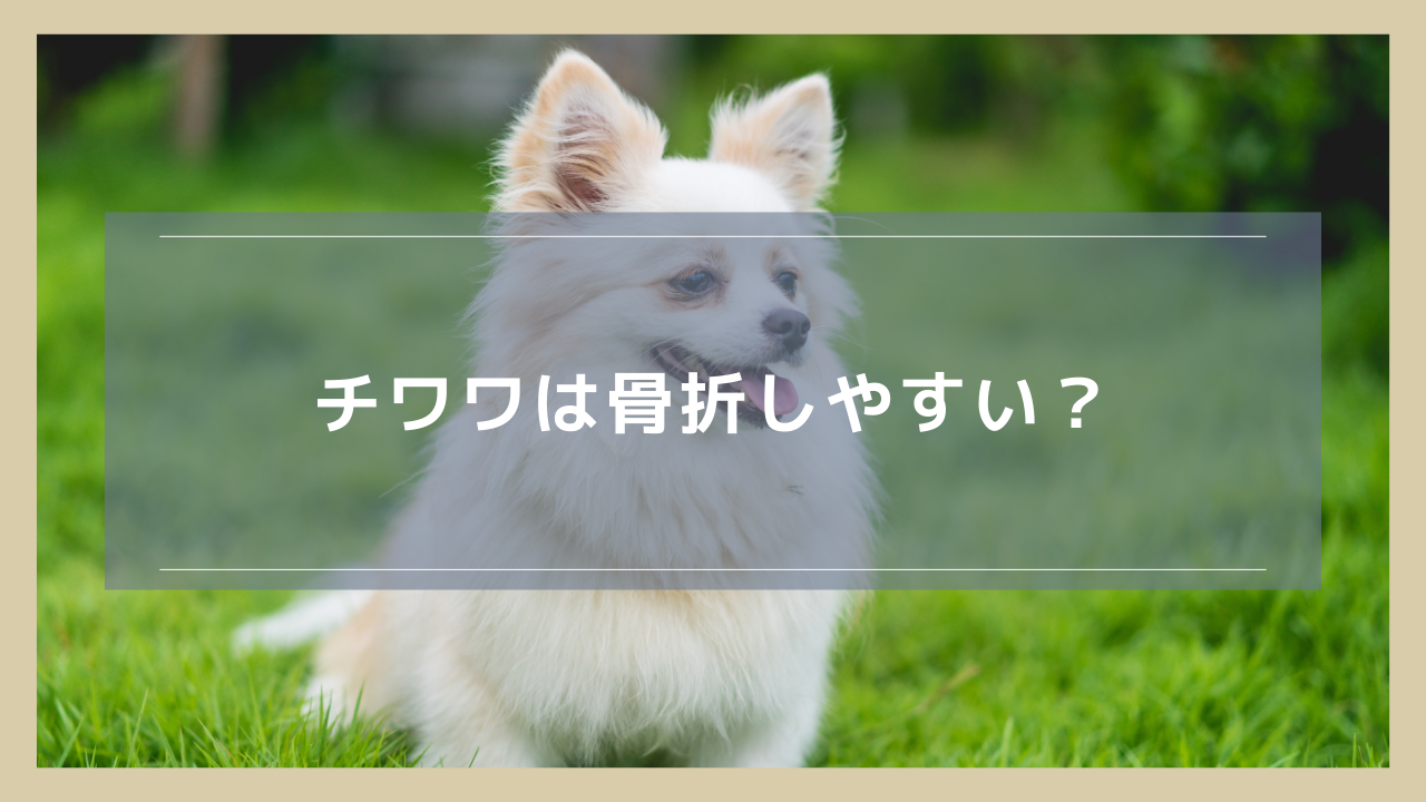 チワワは骨折しやすい？症状や歩ける場合の判断、治療費目安も解説