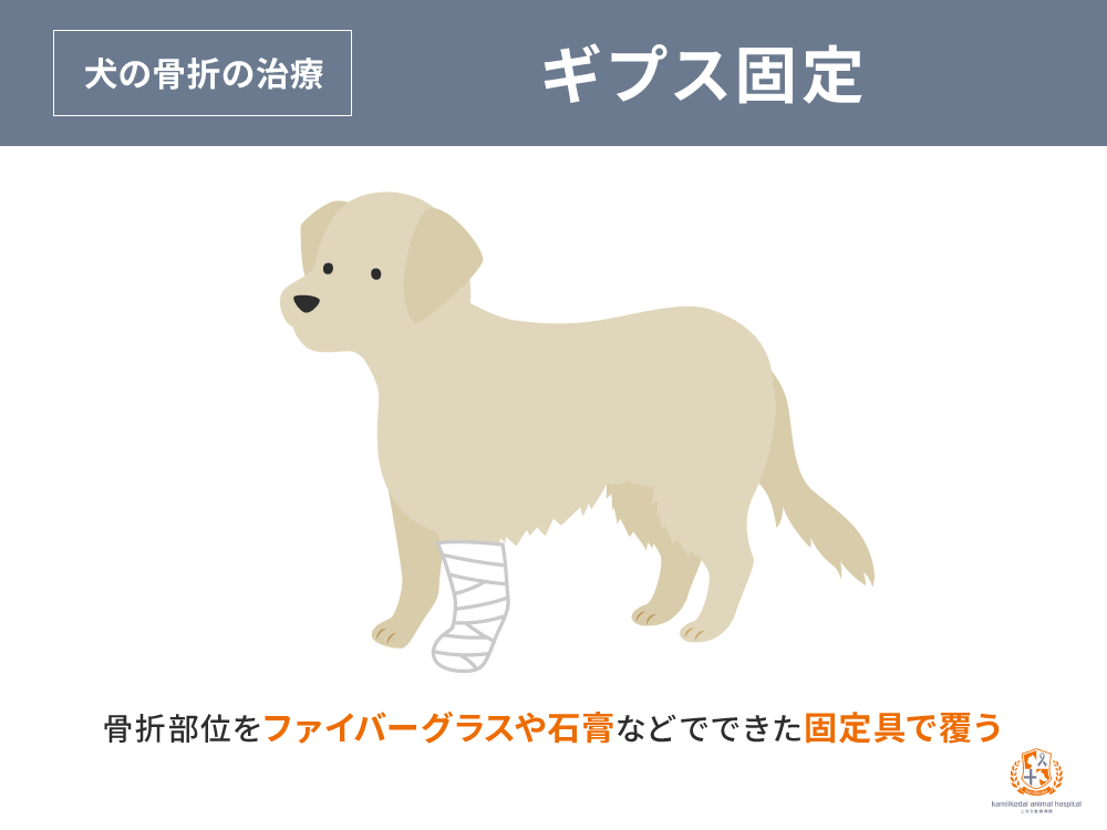 犬の骨折治療 ギプス固定