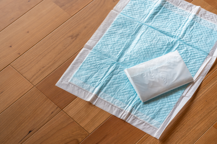 犬が骨折するとトイレが難しくなる理由